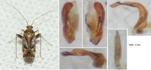 Réf. 263 548 : Phytocoris parvulus